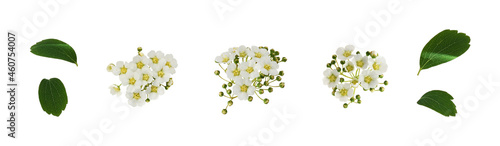 Set of spiraea chamaedryfol...