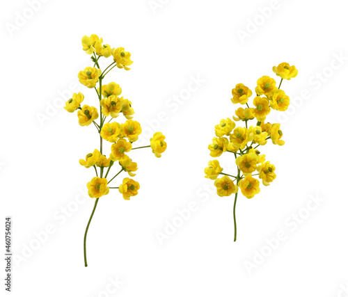 Set of small yellow flowers...