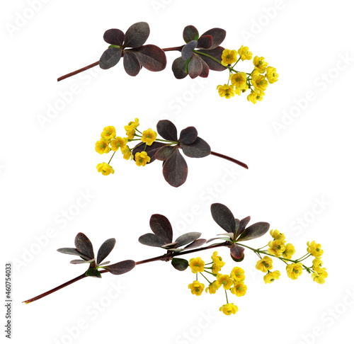 Set of small twigs with yel...