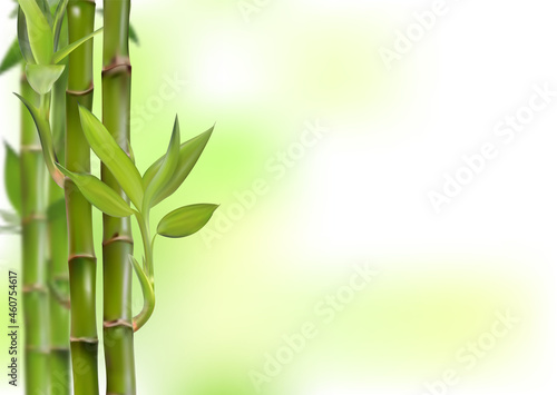 Bamboo background, realistic vector illustration, 3d