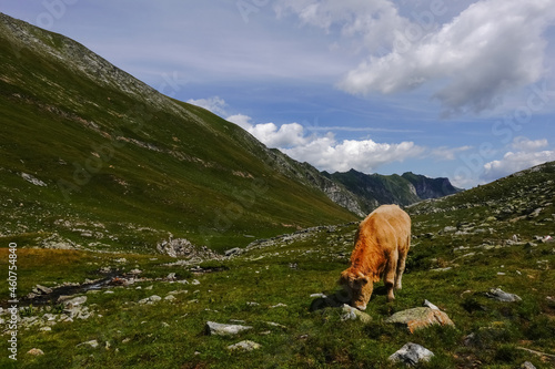 single cow standing on a green meadow in the mountains