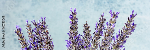 Lavender panorama on a blue background  a bunch of lavandula plants  aromatic herb panoramic banner