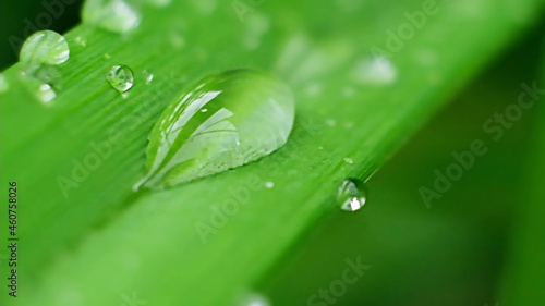 Shot of Droplet Falling from Fresh transparent dew. Morning diffuse lighting.