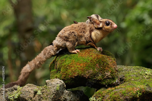 A mother sugar glider is looking for food while holding her two babies.
