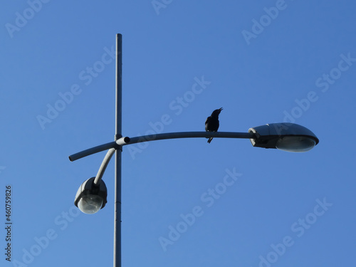 Bird with open beak standing on the lamp post with street lamps