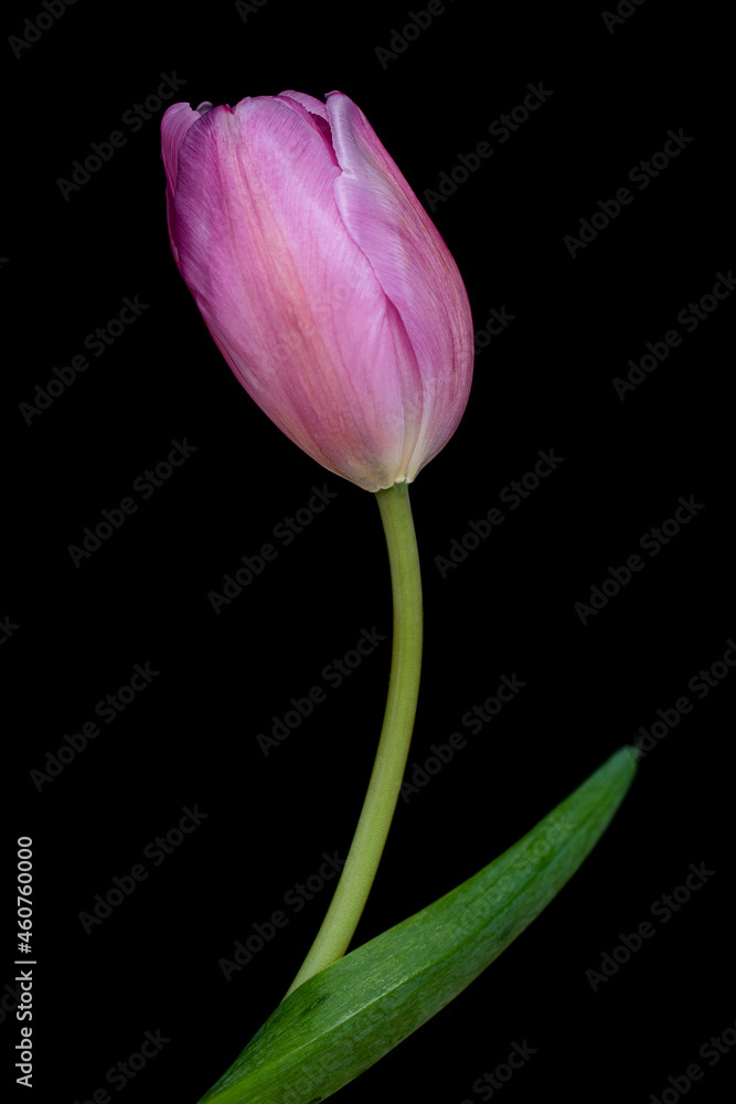 tulipan solo con sus texturas y sus bellos colores en fondo blanco o negro tulipan solo con sus texturas y sus bellos colores en fondo blanco o negro