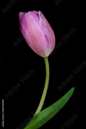 tulipan solo con sus texturas y sus bellos colores en fondo blanco o negro