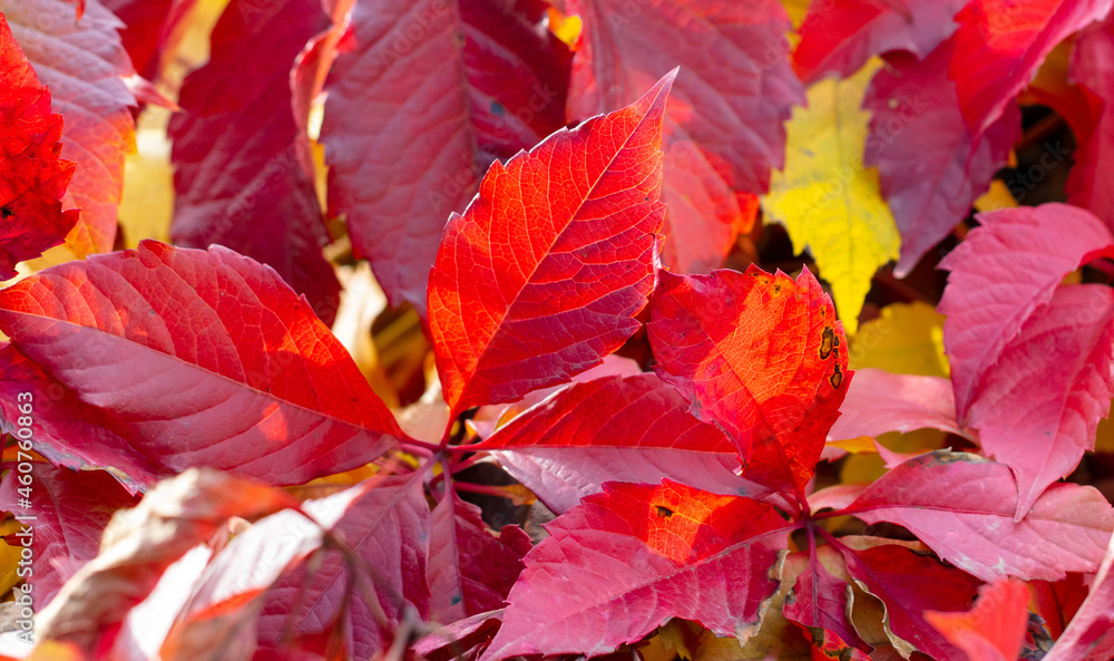 Obraz premium Red leaves on the hedge in autumn.