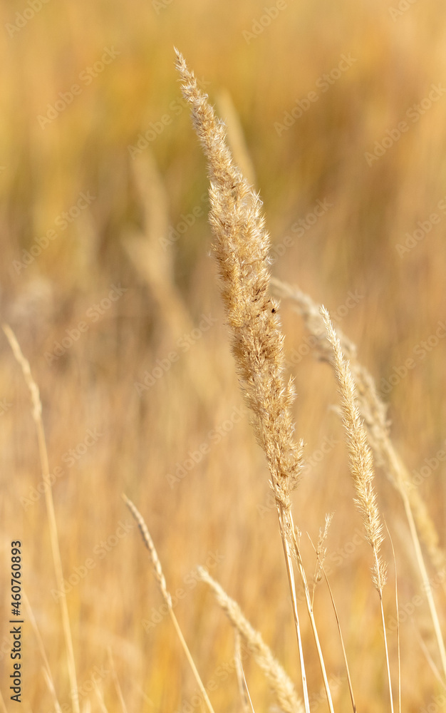 Fototapeta premium Yellow ears of grass in autumn.