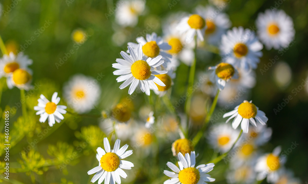 Beautiful chamomile flowers in nature. Beautiful chamomile flowers in nature.