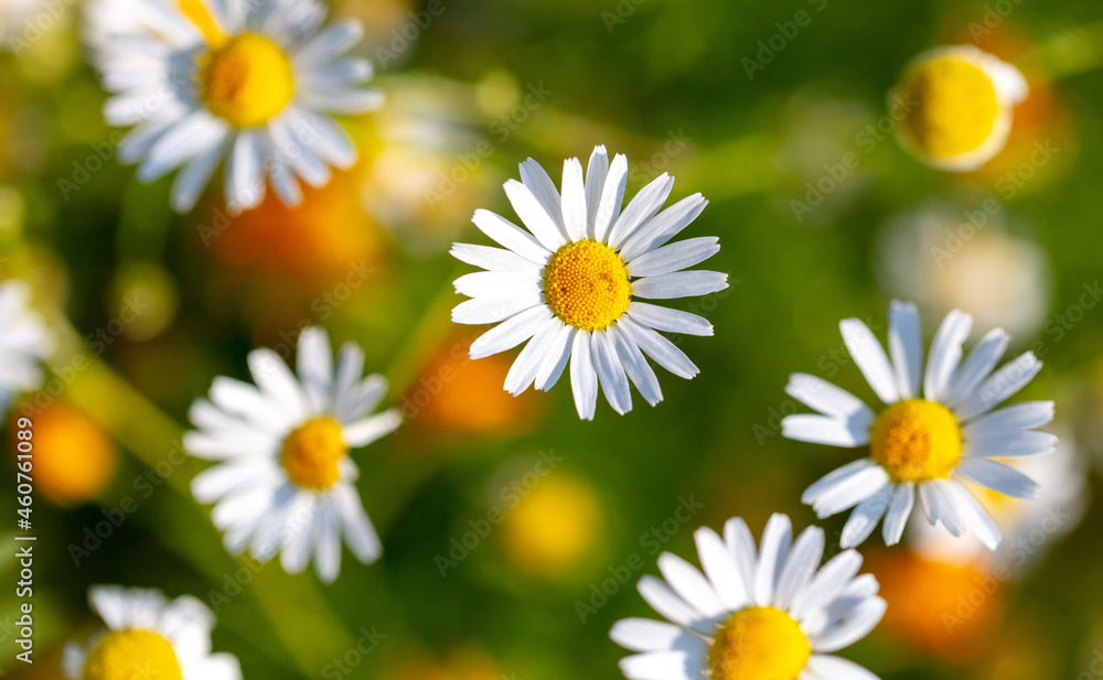 Beautiful chamomile flowers in nature.