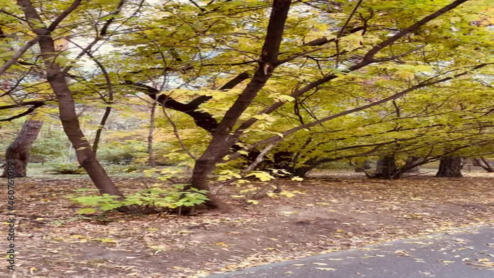 autumn in the park autumn in the park