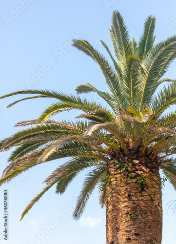 Palm tree against the blue sky