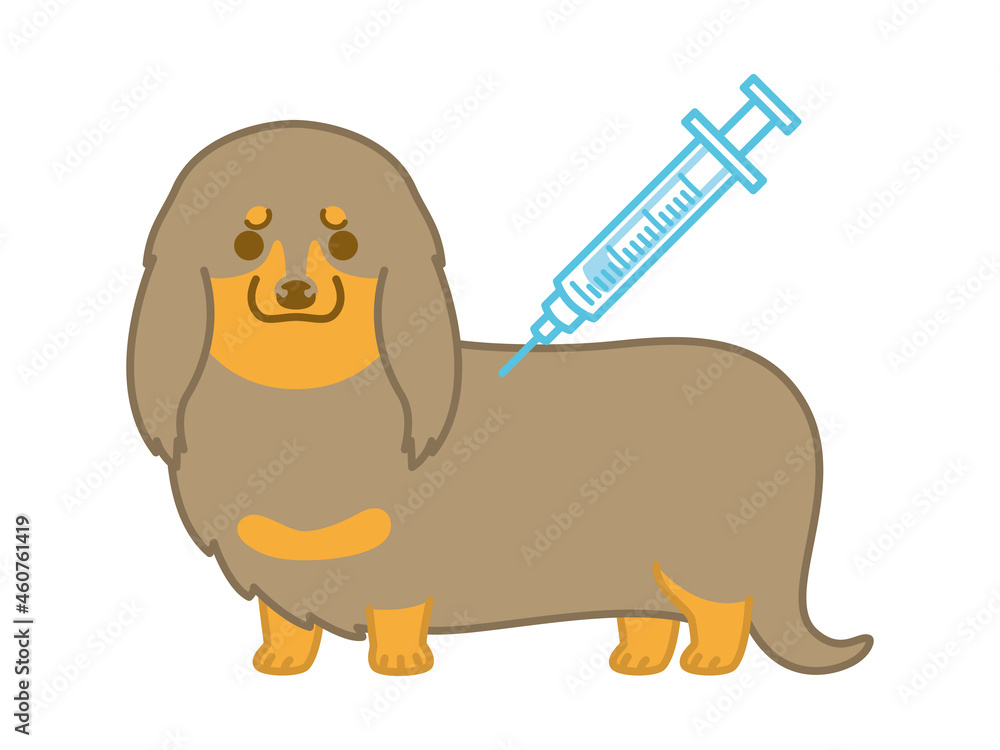 Obraz premium 注射を打つダックスフント