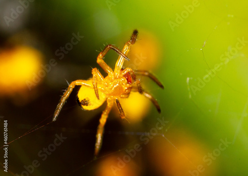 Close-up of a small yellow spider in nature.