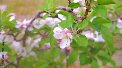 pink flowers on an apple tree