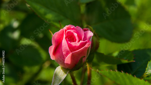 Little pink rose in the garden