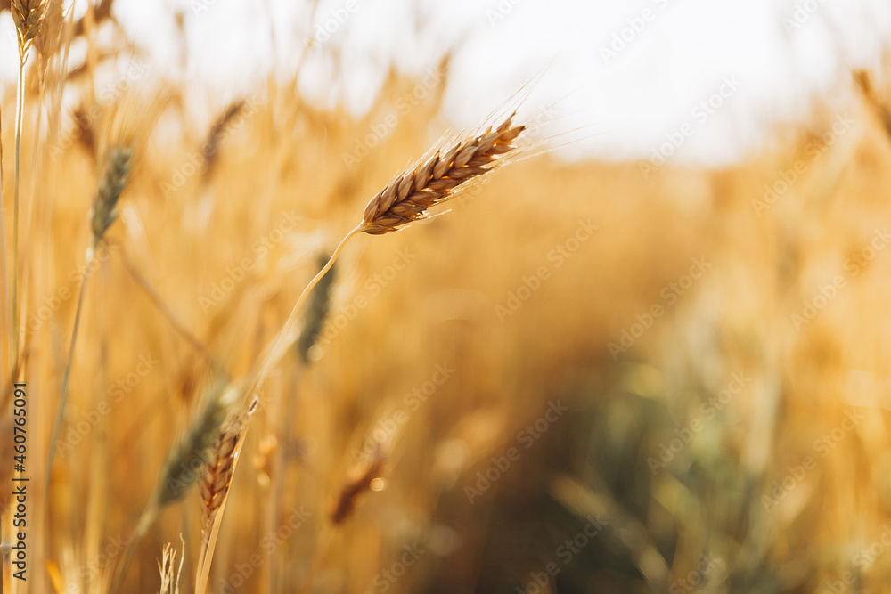Fototapeta premium stylish photo of wheat ears on a background of fields with the sky, selective focus, evening