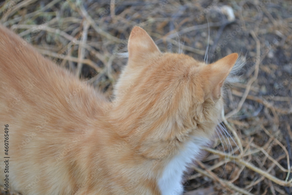 cat in the grass cat in the grass