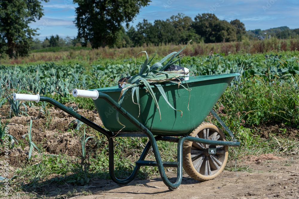 green wheelbarrow at the farm