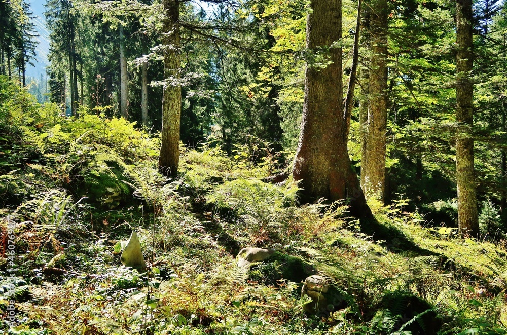 Fototapeta premium Bergwald