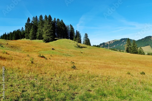 Hügel mit Nadelwald photo