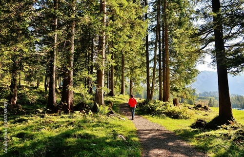 Wallpaper Mural Spaziergang im Bergwald Torontodigital.ca