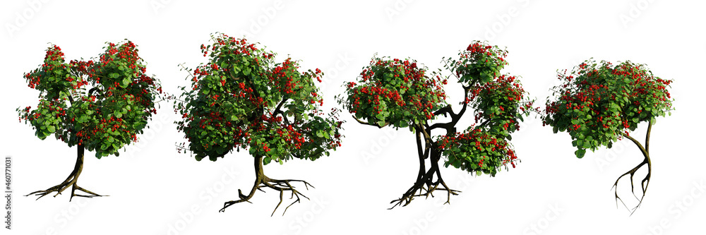 berry bushes with roots,  set of small plants isolated on white background