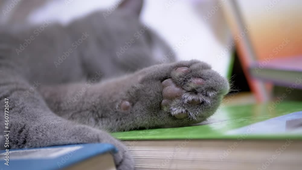 Tired Gray British Home Cat with Green Eyes Sleep on Scattered Books. Fluffy paw of an animal is extended forward in close-up. Calm purebred Scottish pet resting, relaxing in room. 4K. Slow motion. Tired Gray British Home Cat with Green Eyes Sleep on Scattered Books. Fluffy paw of an animal is extended forward in close-up. Calm purebred Scottish pet resting, relaxing in room. 4K. Slow motion.