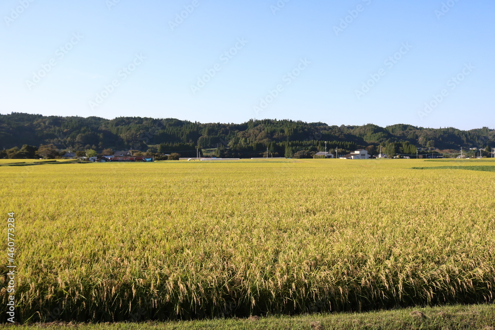 秋の稲田風景