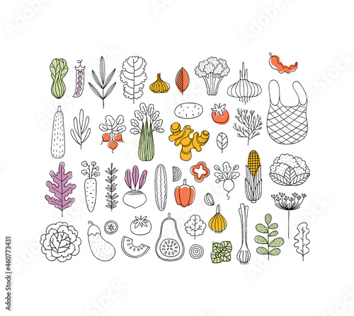 Various vegetables collection. Linear graphic. Scandinavian minimalist style. Healthy food set. . Vector illustration
