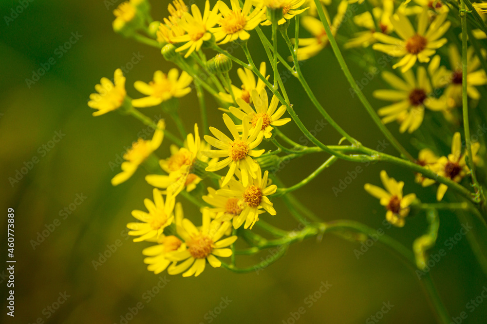 many yellow flowers leaning to the left similar to daisies in summer on a sunny day many yellow flowers leaning to the left similar to daisies in summer on a sunny day