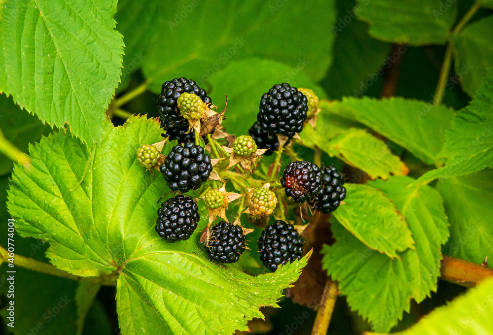 blackberries black and green berries on a green bush in summer on a sunny day blackberries black and green berries on a green bush in summer on a sunny day