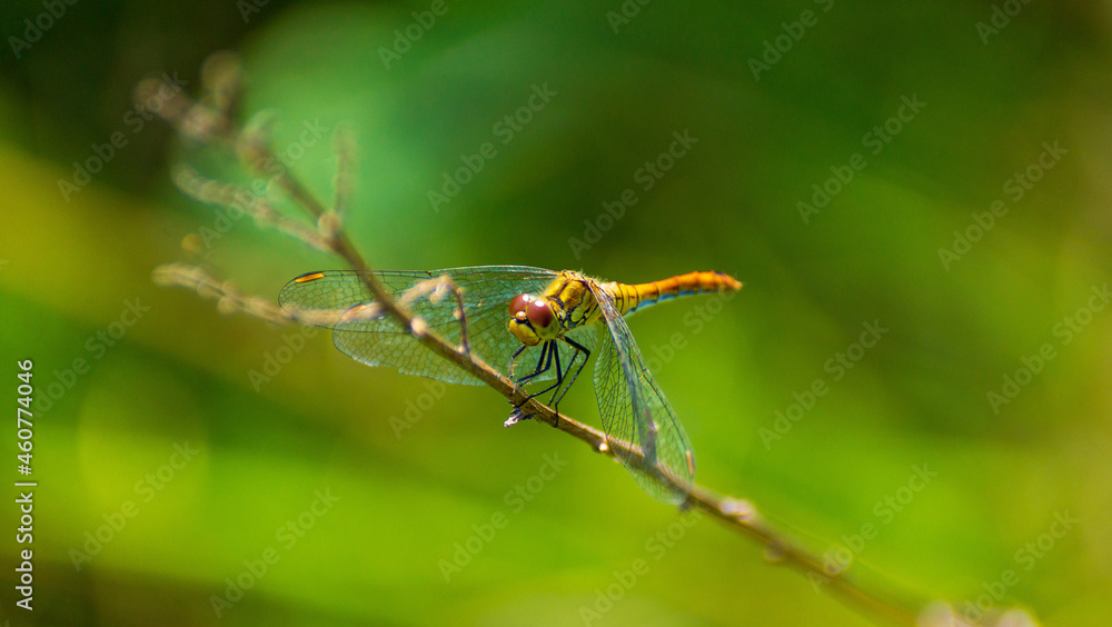 yellow large dragonfly sitting on a dried branch with great bokeh effect yellow large dragonfly sitting on a dried branch with great bokeh effect