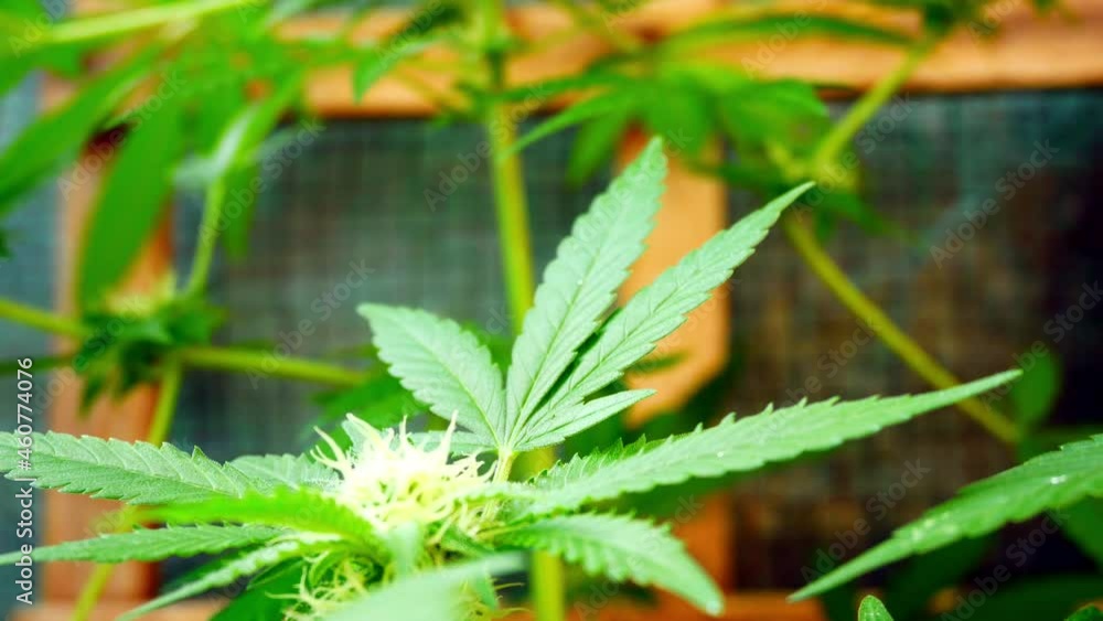 Medicinal marijuana narcotic cannabis plant illegal indoor greenhouse herbal weed Medicinal marijuana narcotic cannabis plant illegal indoor greenhouse herbal weed