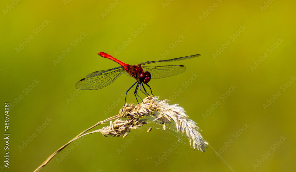 a red dragonfly sits on the dried grass on which the cobwebs a red dragonfly sits on the dried grass on which the cobwebs
