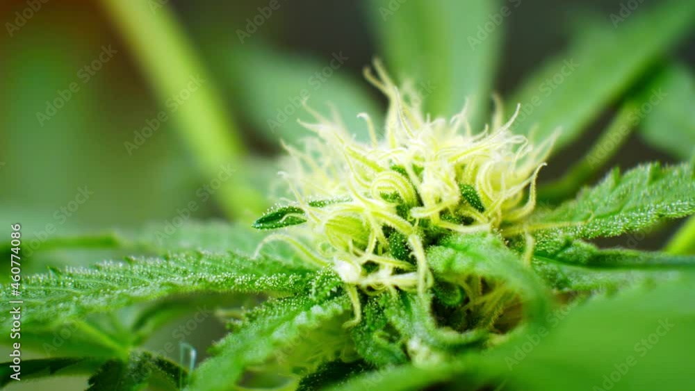 Medicinal marijuana crystals closeup narcotic cannabis plant illegal forbidden greenhouse herbal weed Medicinal marijuana crystals closeup narcotic cannabis plant illegal forbidden greenhouse herbal weed