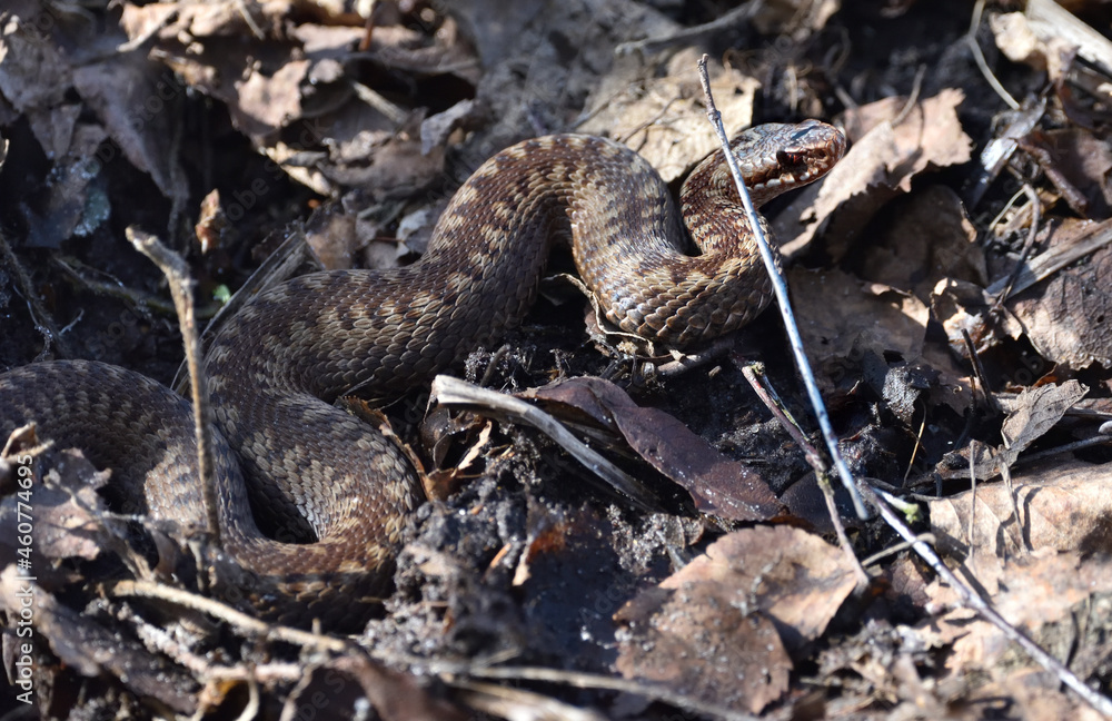 Fototapeta premium viper in early spring in the forest