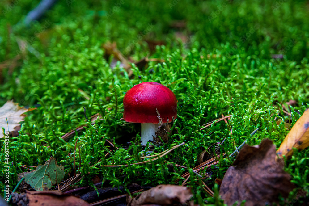 small russula mushroom grows in green moss in the forest on a sunny day small russula mushroom grows in green moss in the forest on a sunny day