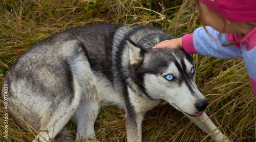  teen age girl caressing Siberian blue-eyed husky in meadow 