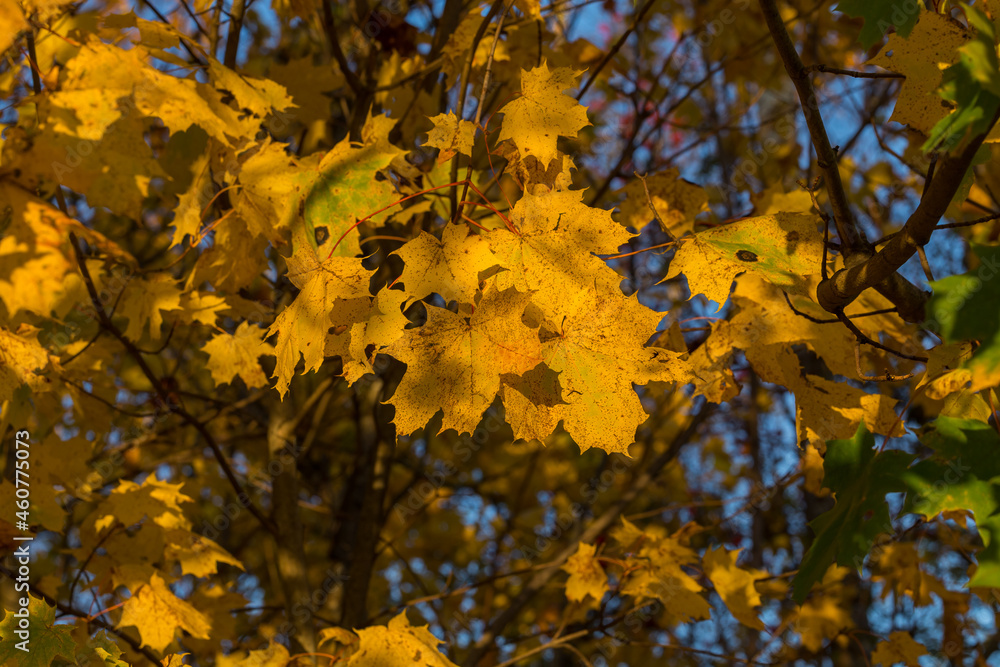 maple tree autumn yellow leafs natural photo maple tree autumn yellow leafs natural photo