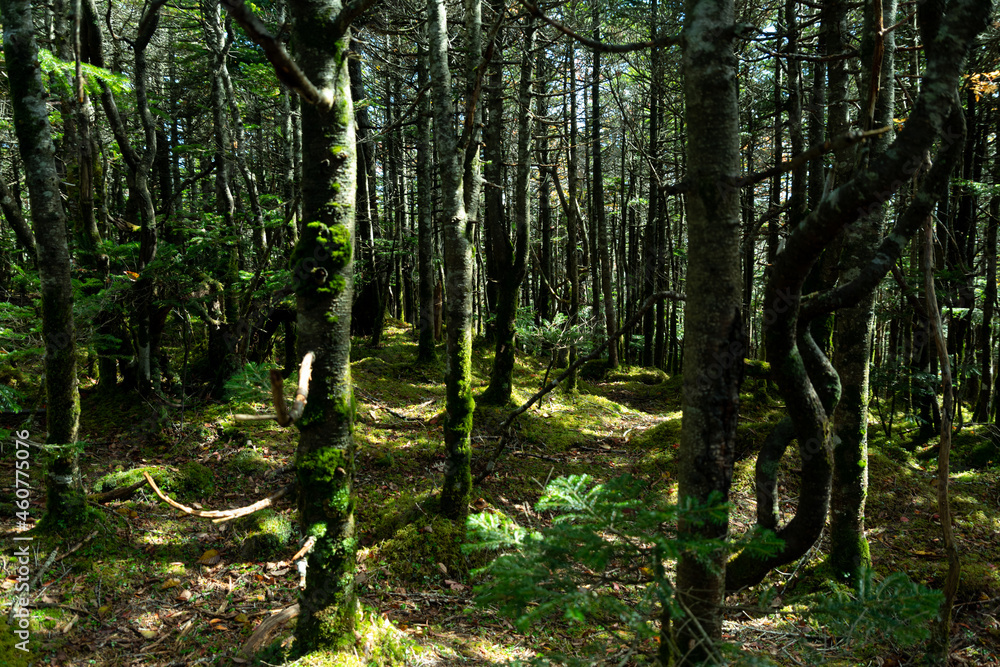 Obraz premium 苔の森 北八ヶ岳