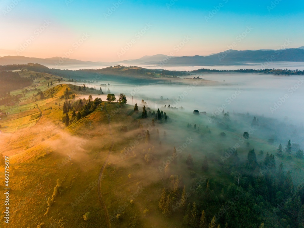 A thin layer of fog floats across the ridge at dawn. Fir trees grow on the slope. Ukrainian Carpathians in the morning. Aerial drone view.