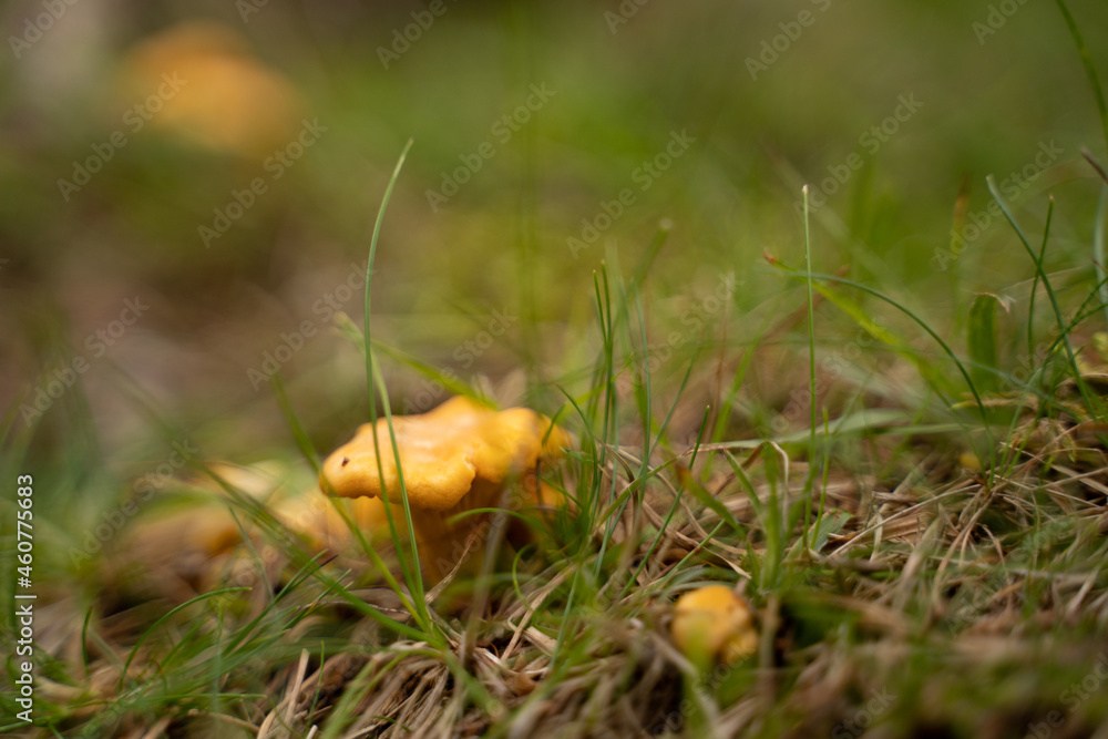 Schöner Pfifferling im Gras in der Natur Schöner Pfifferling im Gras in der Natur