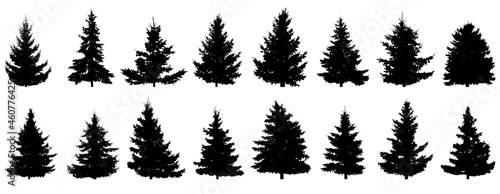 Spruce trees silhouette, set of realistic trees. Vector illustration