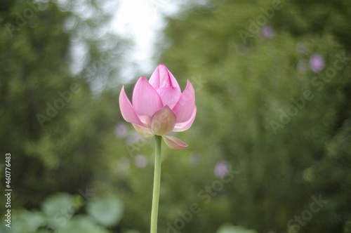 연꽃 
lotus