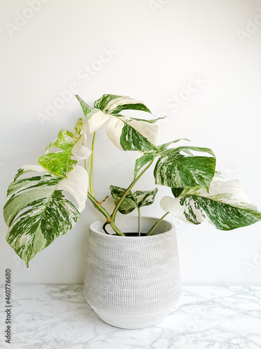 Monstera albo borsigiana or variegated monstera, full plant in a planter against a white background
