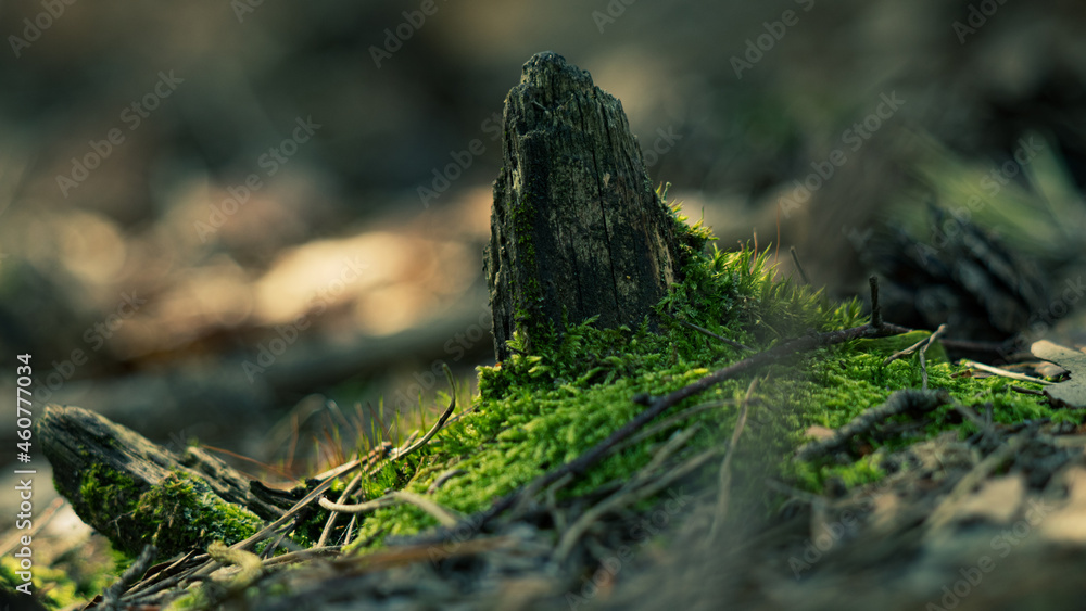 Obraz premium Natura