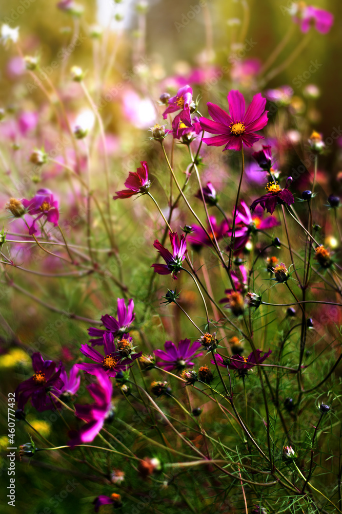 Obraz premium Purple flowers of Cosmos. Delicate, bright flowers close-up with a blurred background. Perennial flowers for gardening.