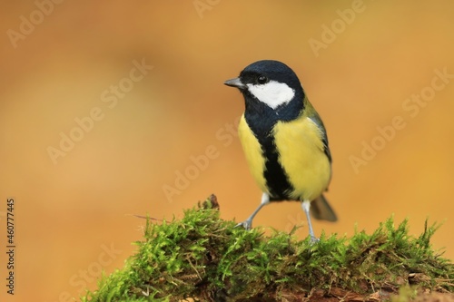 Portrait of a cute great tit with yellow background. Parus major. Wildlife scene with a song bird.